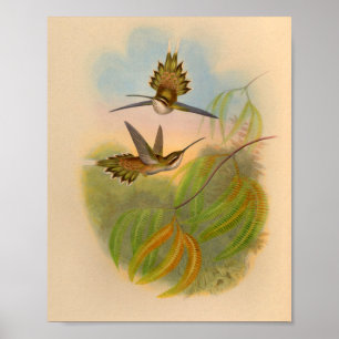 Affiches Imprimer Hermite Hummingbird vintage 1861