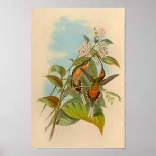 Affiches Imprimer Hermite Hummingbird vintage 1861