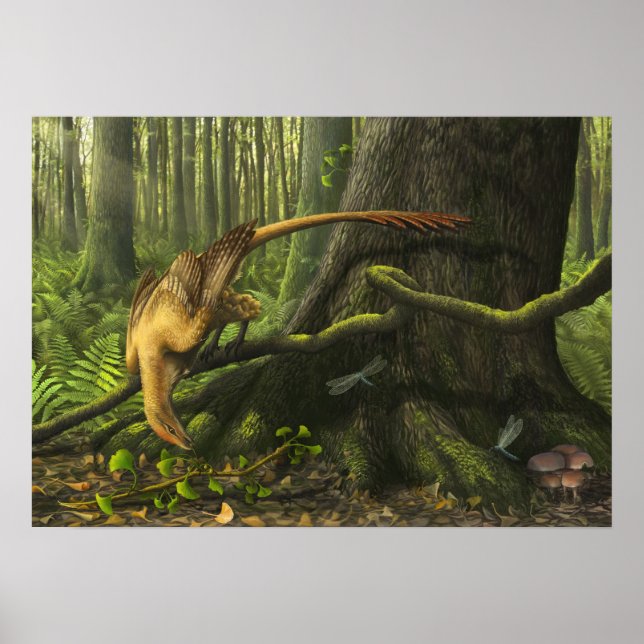 Affiches Imprimer Jeholornis (Devant)