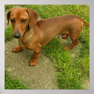 Affiches Imprimer l'affiche de Daschund