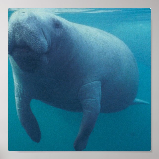 Affiches Imprimer l'affiche Manatee (Devant)