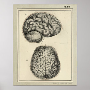 Affiches Imprimer l'anatomie cérébrale vintage de 1831