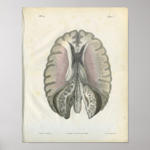 Affiches Imprimer l'anatomie du cerveau humain