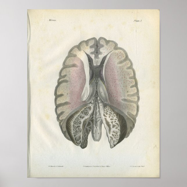 Affiches Imprimer l'anatomie du cerveau humain (Devant)