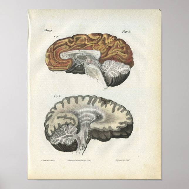 Affiches Imprimer l'anatomie du cerveau humain (Devant)