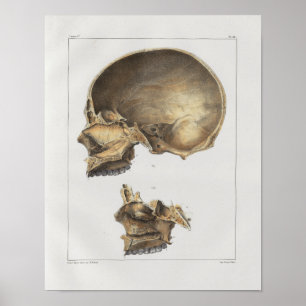 Affiches Imprimer l'anatomie Vintage du crâne humain 1867