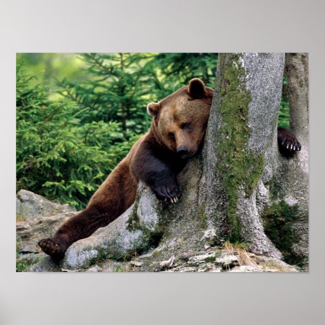 Affiches Imprimer l'arrêt du repos de l'ours Brown (Devant)