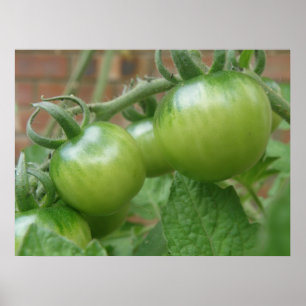 Affiches Imprimer les tomates vertes