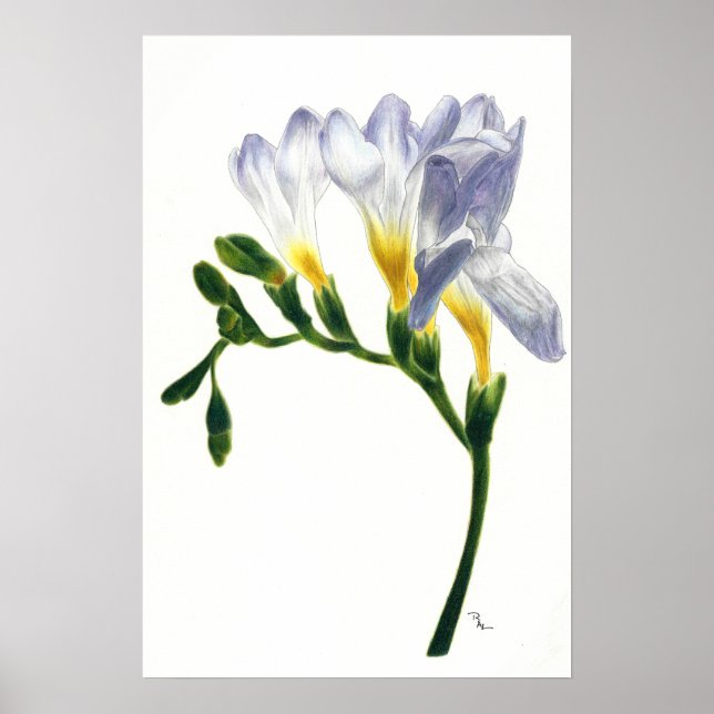 Affiches Imprimer Mauve Freesias (Devant)