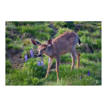 Imprimer Mountain Deer et Lupine