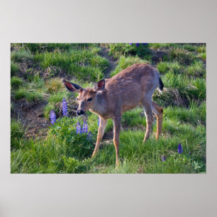 Affiches Imprimer Mountain Deer et Lupine