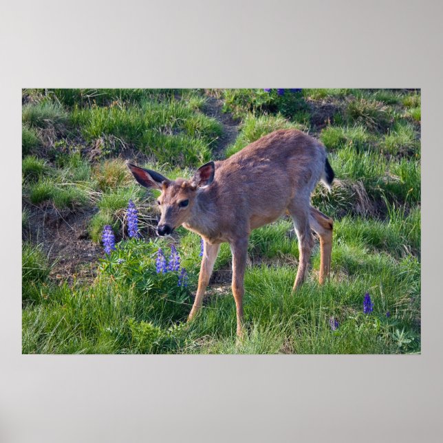 Affiches Imprimer Mountain Deer et Lupine (Devant)