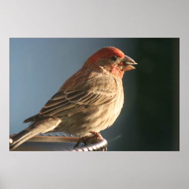Affiches Imprimer photo d'oiseau de Finple (Devant)