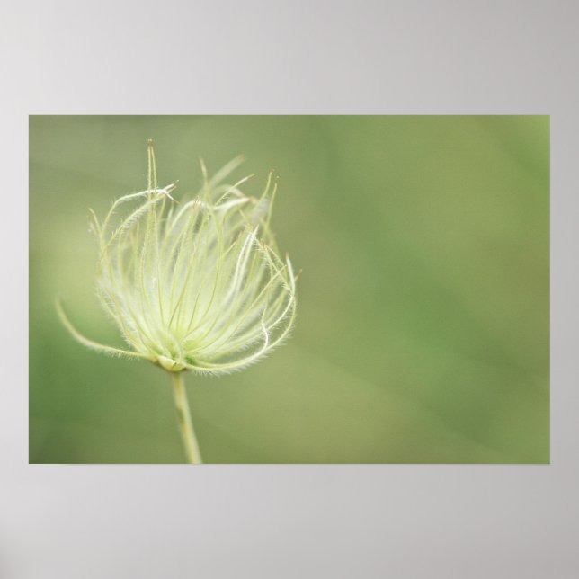 Affiches Imprimer : Plume Apache (Devant)