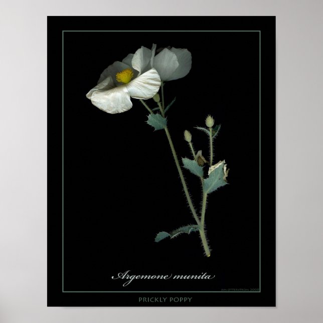 Affiches Imprimer Prickly Poppy Botanical Art (Devant)