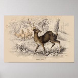 AFFICHES IMPRIMER STAG (NÉPAUL)