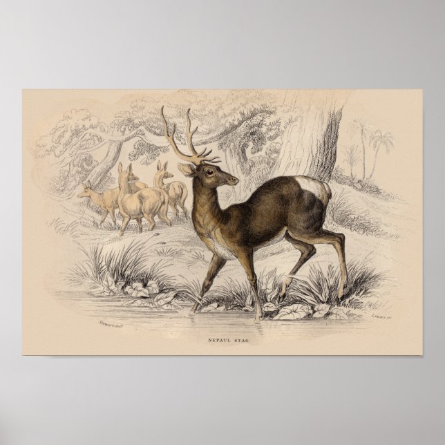 AFFICHES IMPRIMER STAG (NÉPAUL) (Devant)