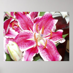Affiches Imprimer Stargazer Lily