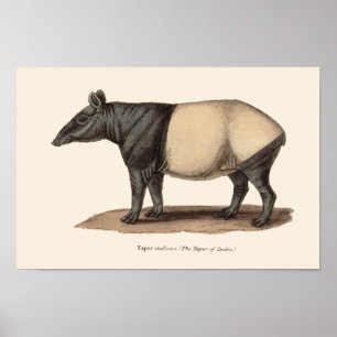 AFFICHES IMPRIMER TAPIR