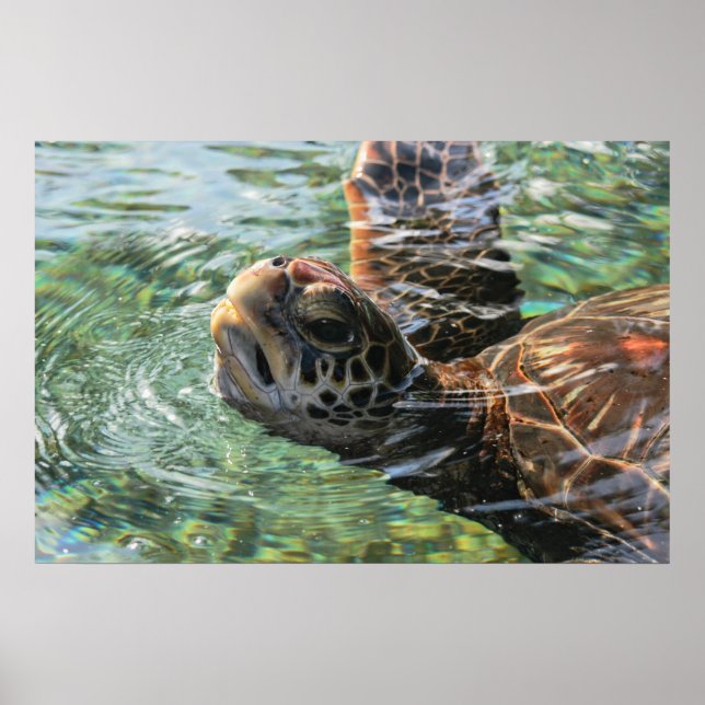 Affiches Imprimer : Tortue verte (Devant)