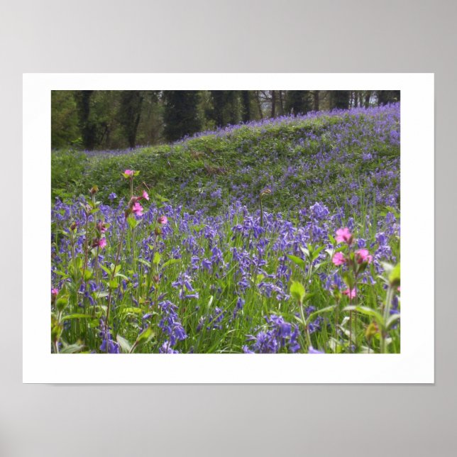 Affiches Imprimerie Bluebell Wood (Devant)