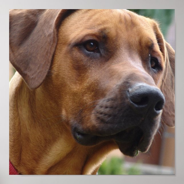 Affiches Imprimerie de chien de Rhodesian Ridgeback (Devant)