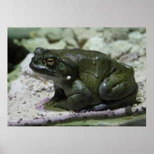 Affiches Incilius alvarius