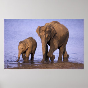 Affiches Inde, parc national de Nagarhole. Eléphant d'Asie