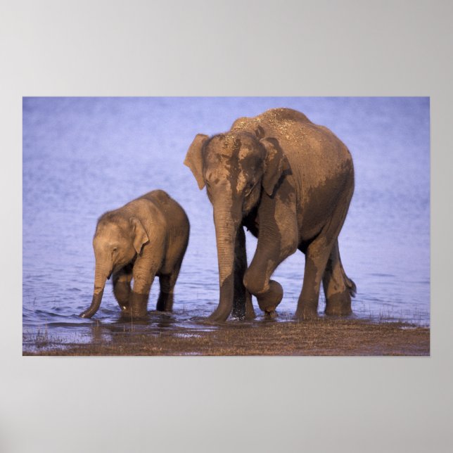 Affiches Inde, parc national de Nagarhole. Eléphant d'Asie (Devant)