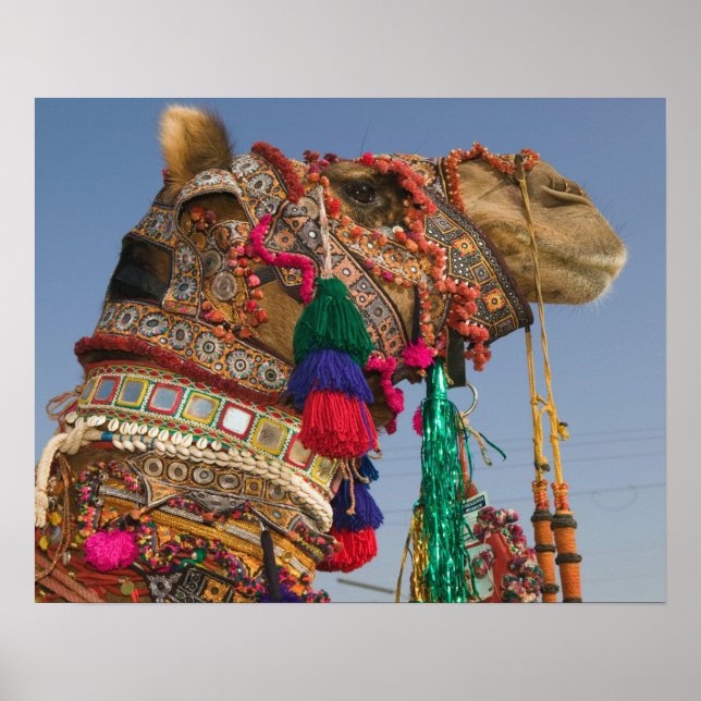 Affiches INDE, Rajasthan, Pushkar : FOIRE AUX CHAMEAUX DE P (Devant)
