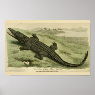 Affiches Indes occidentales Crocodile Histoire naturelle Im
