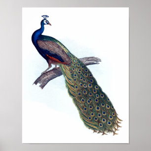 Affiches Indian peacock