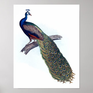 Affiches Indian peacock