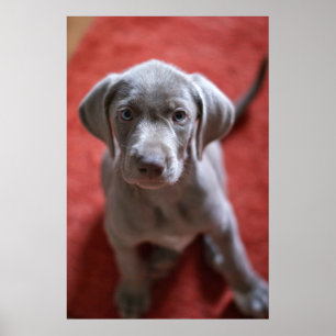 Affiches Indicateur d'une chevelure rugueux slovaque 2