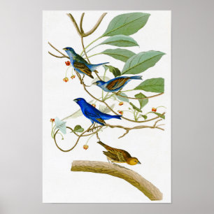 Affiches Indigo Bunting John James Audubon Oiseaux d'Amériq