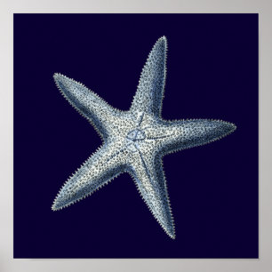 Affiches Indigo Shells IV