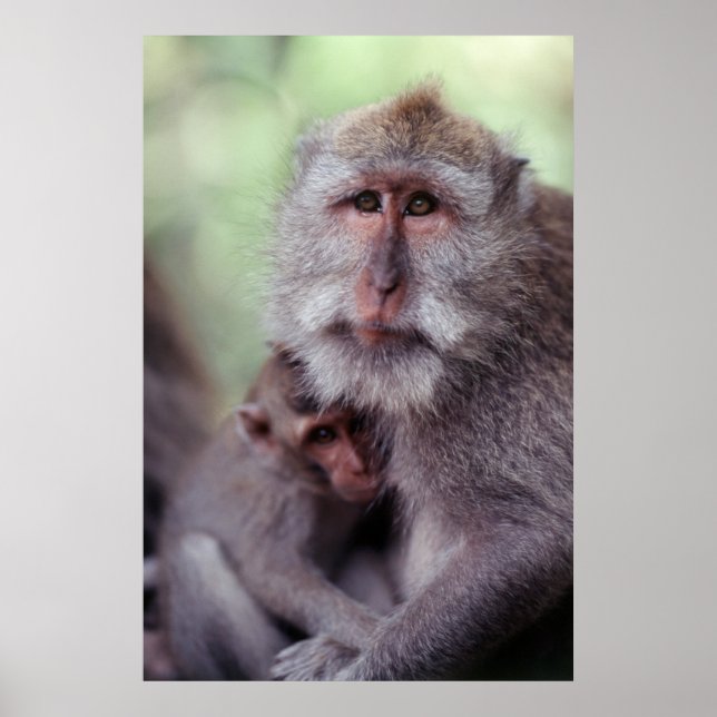 Affiches Indonésie, Bali, Ubud, Macaque à longue queue (Devant)