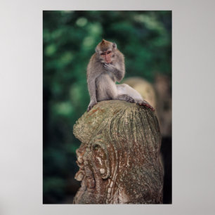Affiches Indonésie, Bali, Ubud, Macaque à queue longue 2