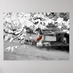 Affiches Infrarouge cardinal