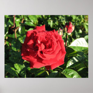 Affiches Ingrid Bergman Hybrid Tea Rose 032