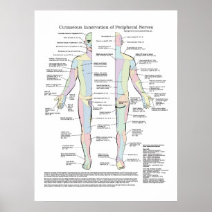 Affiches Innervation cutanée d'affiche périphérique de