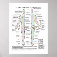 Innervation cutanée de l'affiche des nerfs périphé