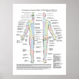 Affiches Innervation cutanée de l'affiche des nerfs périphé