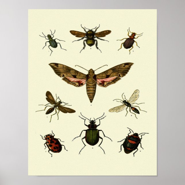 Affiches Insectes-Impression de 9 insectes vintages (Devant)