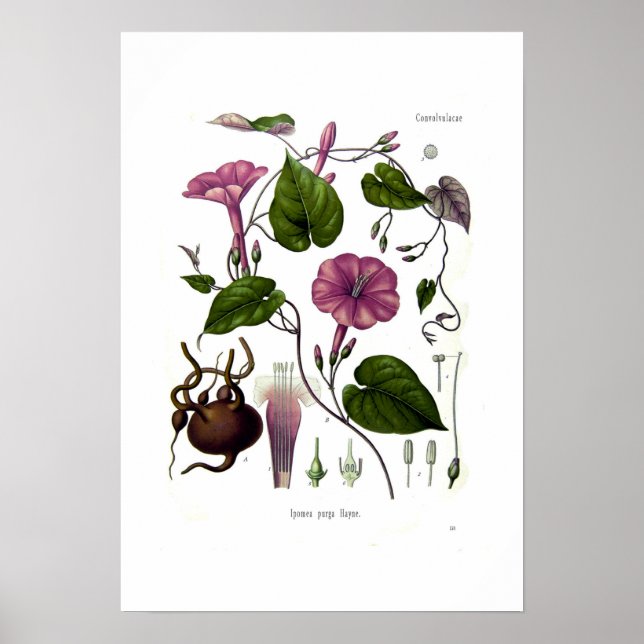Affiches Ipomea purga (jalap) (Devant)