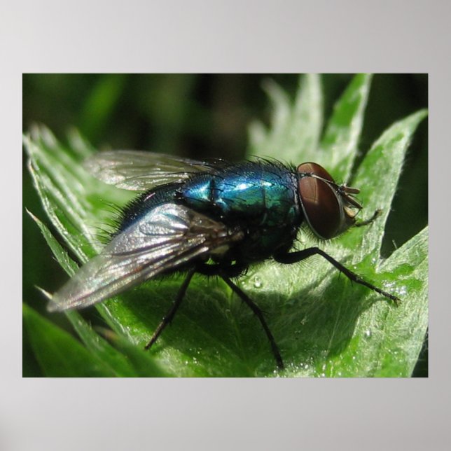 Affiches Iridescence - Bouteille bleue (Devant)