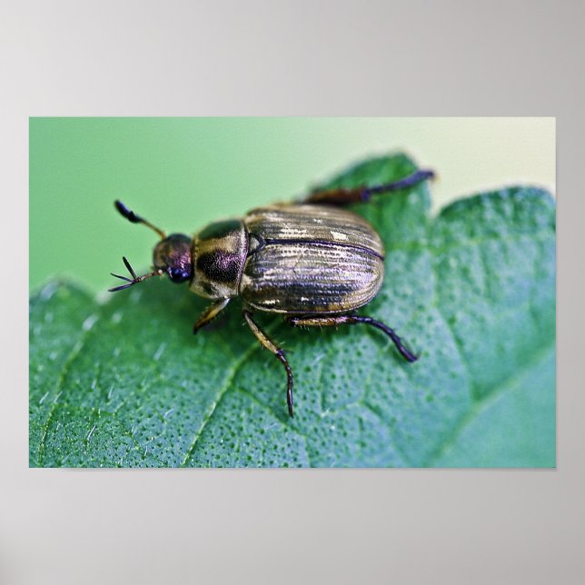 Affiches Iridescente Japonais Beetle (Devant)