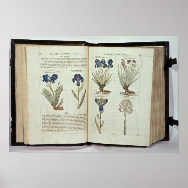 Affiches Iris (Devant)