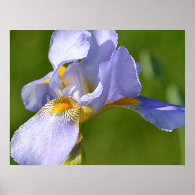 Affiches Iris (Devant)