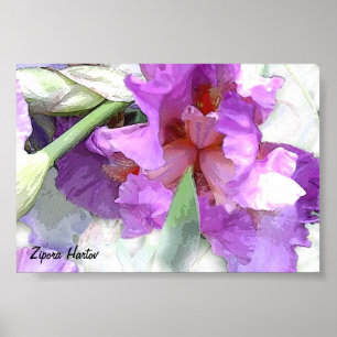 Affiches Iris